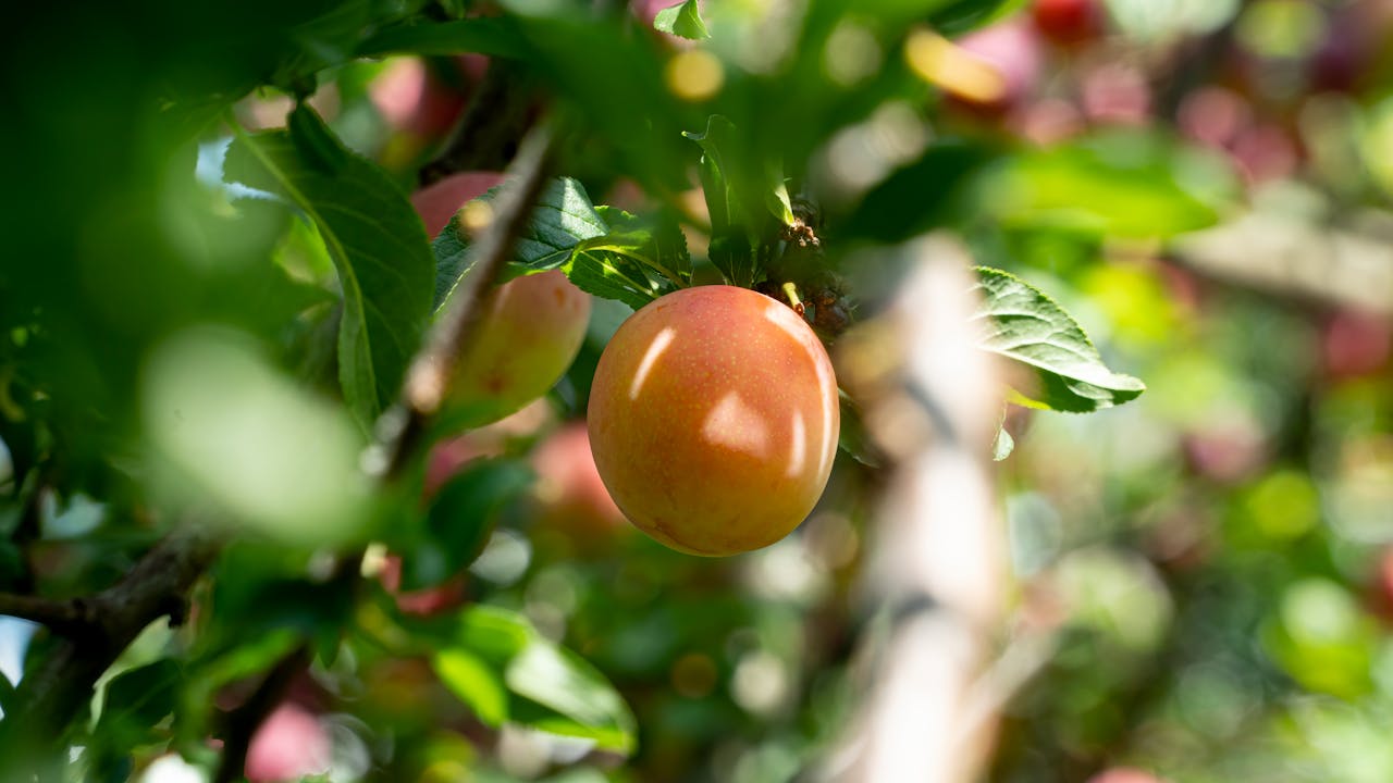 Close up. Ripe yellow-pink plum hanging on a branch among green leaves